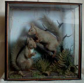 Red Squirrels (Hope).jpg